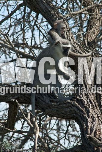 Grüne Meerkatzen (64 von 67).jpg